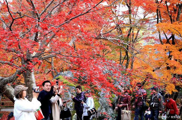 国内多地赏枫季启幕，旅游热潮重燃