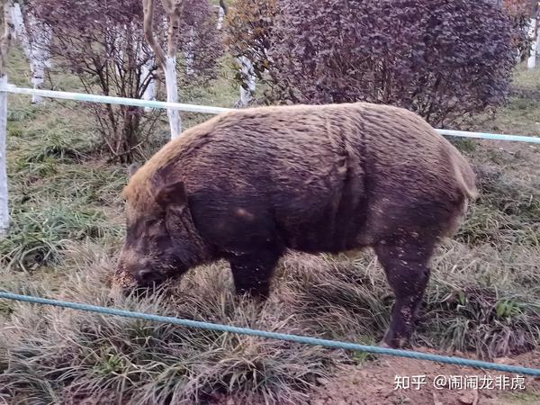 长江网红小岛惊现大野猪，生态新挑战与保护行动