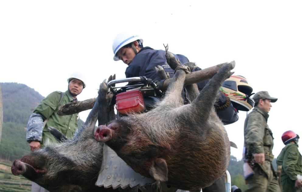 陕西野猪闯民宅撕咬老人事件，人与自然和谐共生敲响警钟