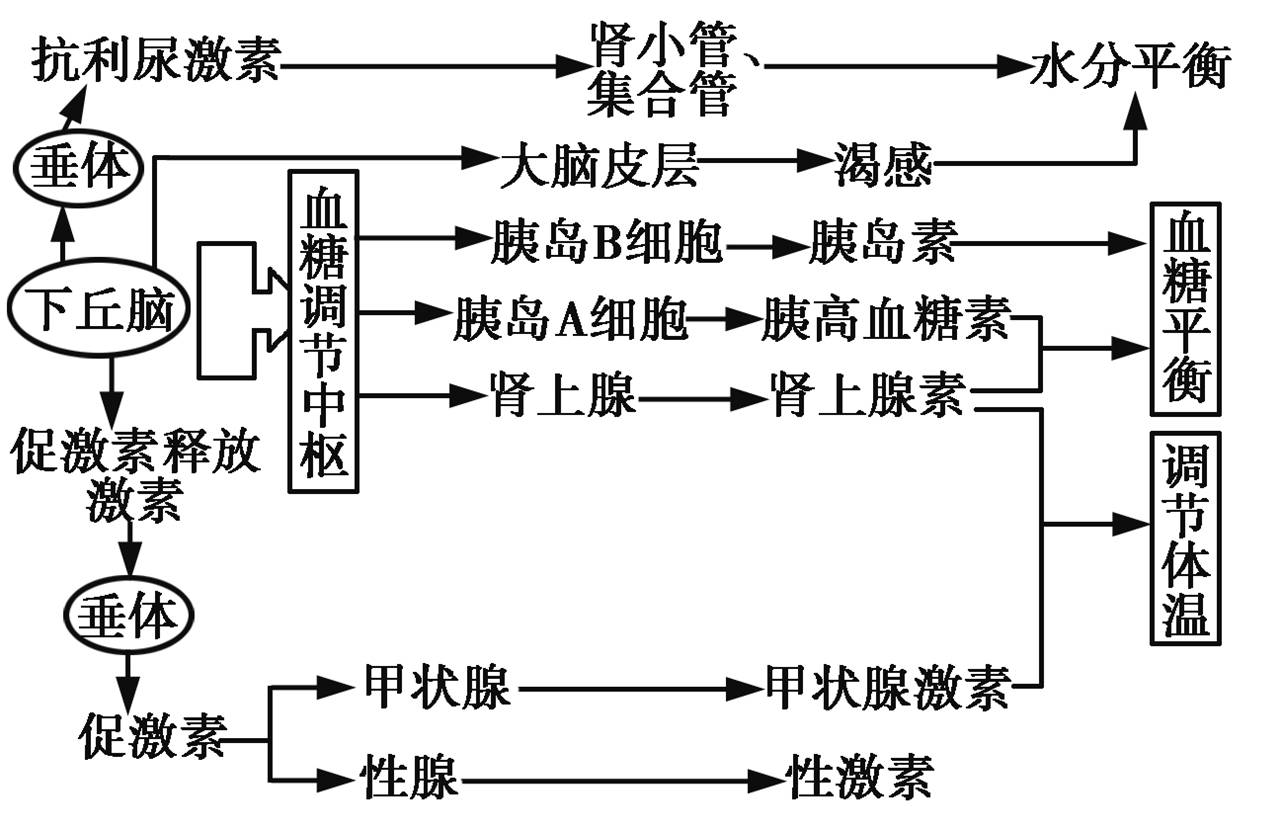 如何通过食物调控体内激素水平平衡