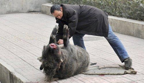 生态失衡下的野猪迁徙，生存还是乞讨？