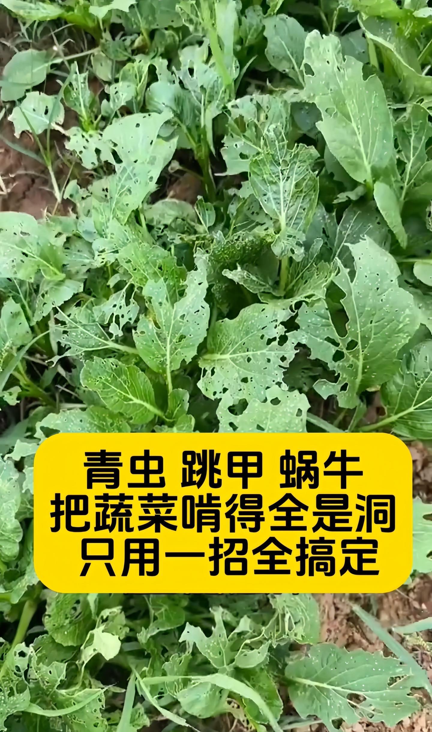 上海学校食堂食品安全问题引发深思，青虫蜗牛惊现餐桌