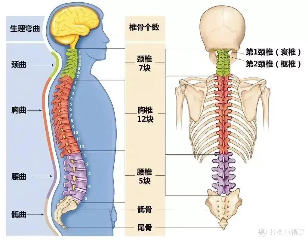 正确坐姿对预防腰椎病至关重要