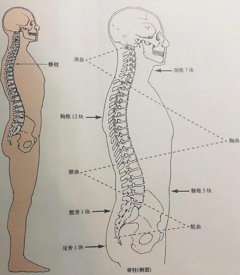 避免久坐，健康隐患不容忽视