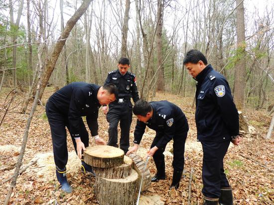 森林资源保护面临非法砍伐挑战，应对策略探讨