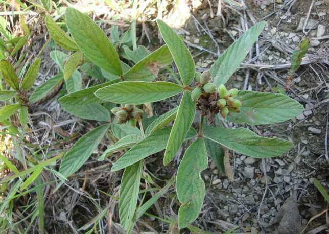 中医草药在现代养生中的关键应用