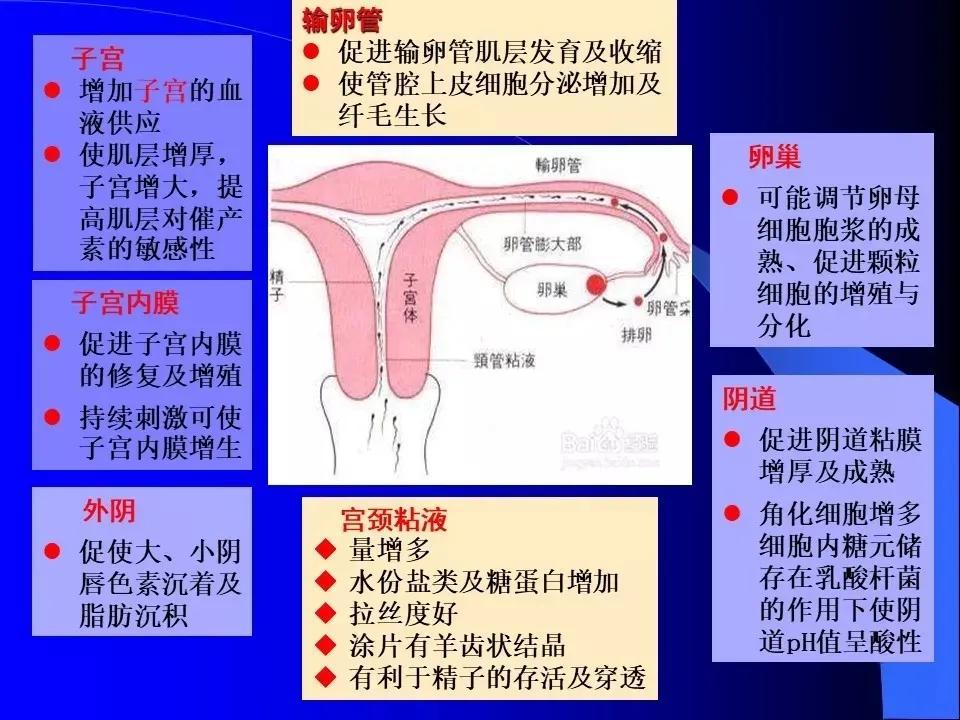 养生食谱，调节女性激素平衡的艺术之道